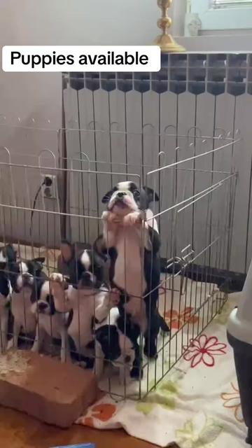 @Boston terrier puppies