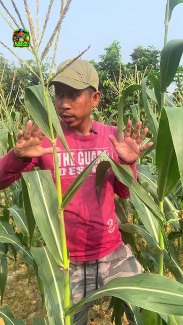 @Dusun Cikgu Mail
