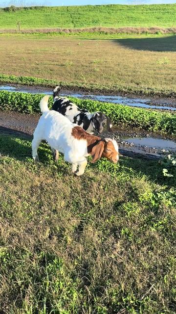 @Riverraisedboergoats