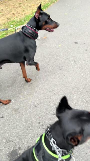 @protectiondobermanns