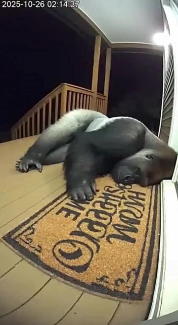 @Animal Stories