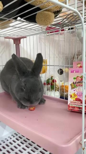 @Pet for Life