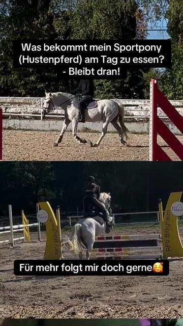 @SchimmelponyParadise