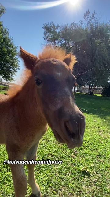 @Hot Sauce the Mini horse 🐎