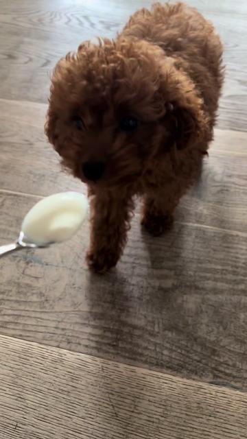 @peppermytoypoodle