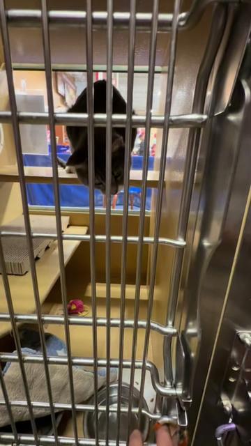 @Fancy Cats Rescue Team