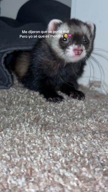 @oliverandstellaferrets