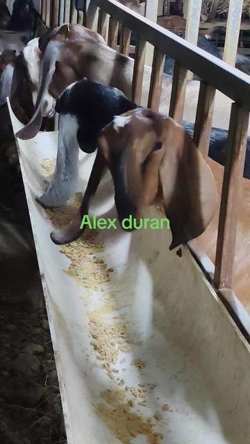 @alexduran7558