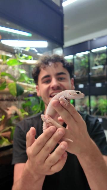 @prorep_reptile