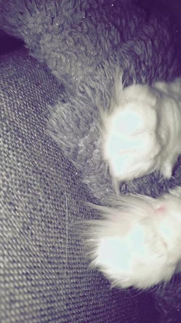 @Linni👱♀️_Luna🐈