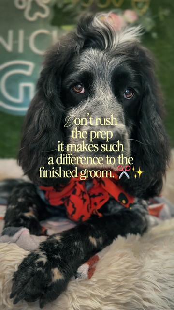 @DevenickDogs