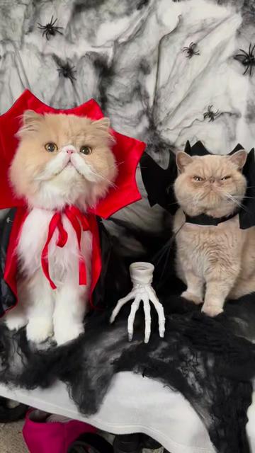 @Chonky World Of Cats
