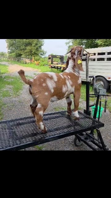 @Klein Kraal Farm🐐