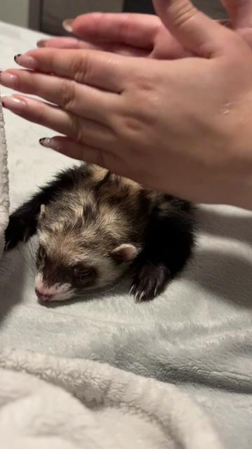 @oliverandstellaferrets