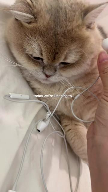 @claire 🐹