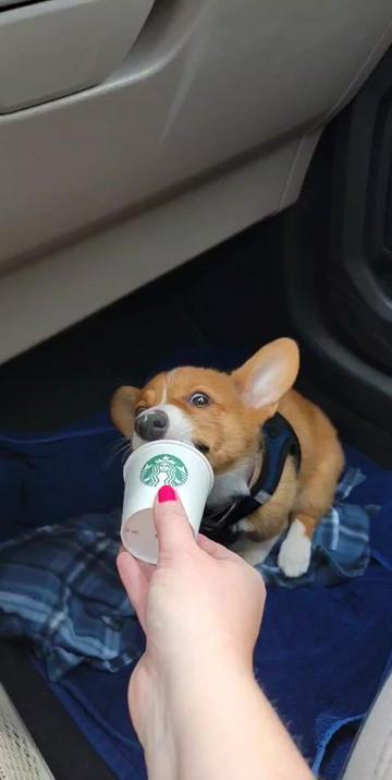 @Chelsea | Corgi Mom 🐾