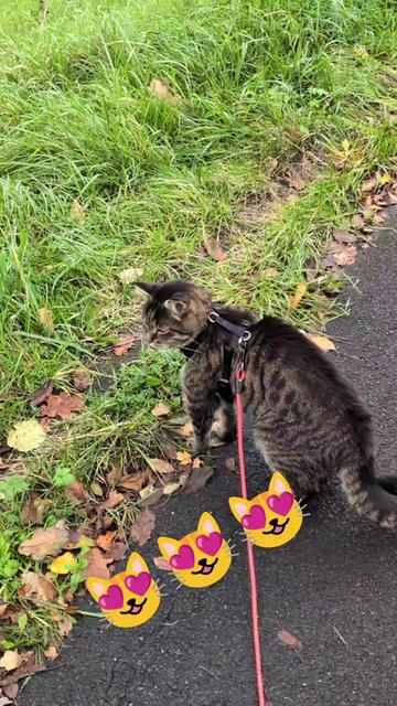 @😻Katrin&Odin 😻Modi Muddi 😻