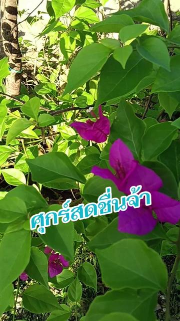 @pranee
