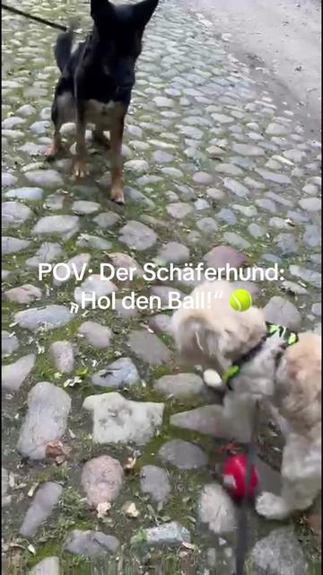 @DogMilow