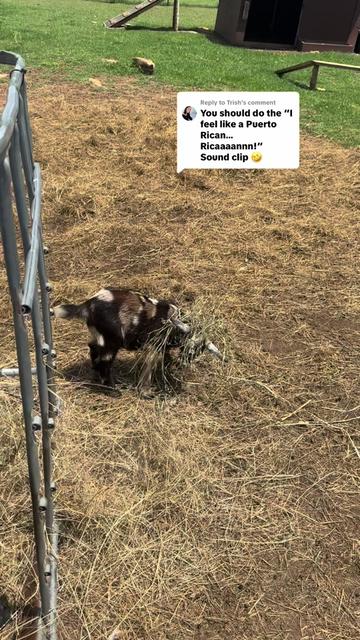 @Momma Tay🐐🐓👩🏼🌾💕
