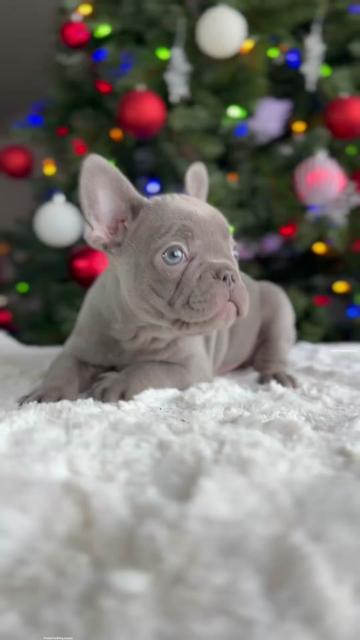 @TheFrenchieShop
