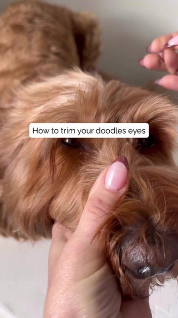 @Pupwell