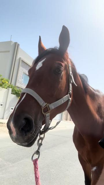 @Al Bosta Equestrian