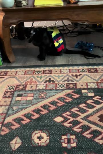 @dutch.vandercat