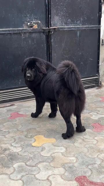 @Kashmiri_Bakrwal_Dog