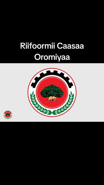 @Shimallis Abdisa Parody