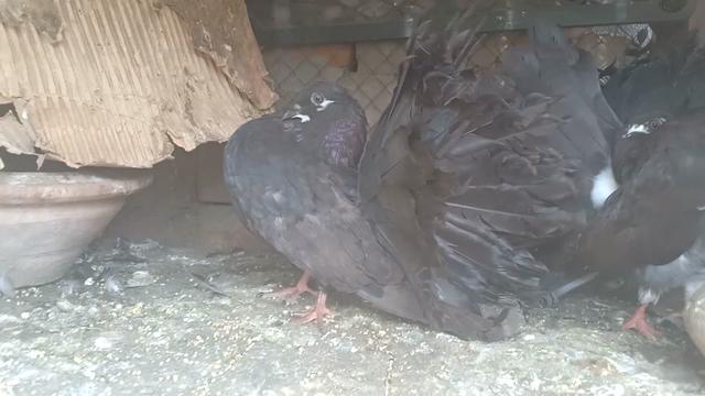 @royal birds