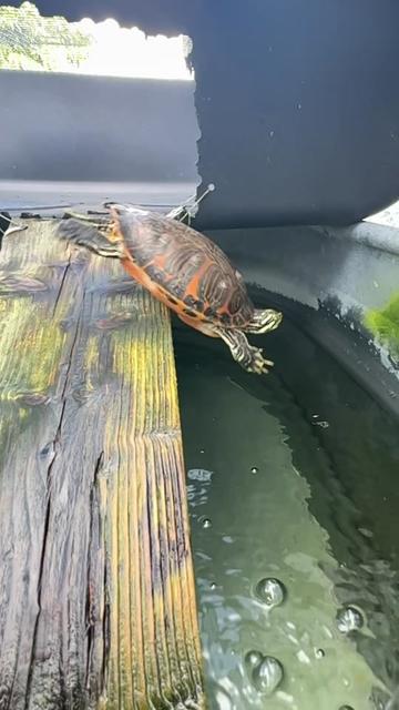 @Tommys_reptiles