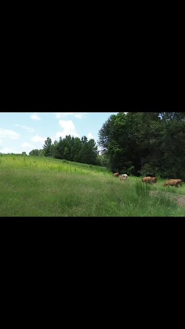 @Flat Rock Cattle Co