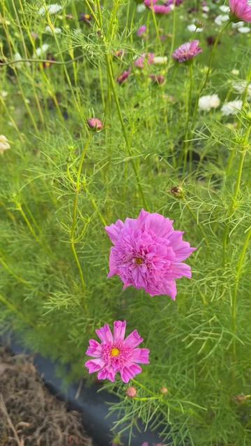 @JC Farm - Durham, CT