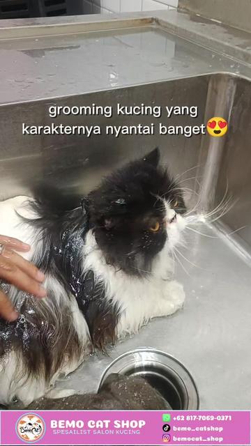 @Bemo Catshop