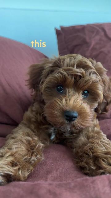 @Lilo The Cockapoo