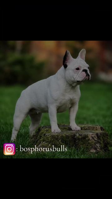 @Bosphorus Bulls French Bulldog