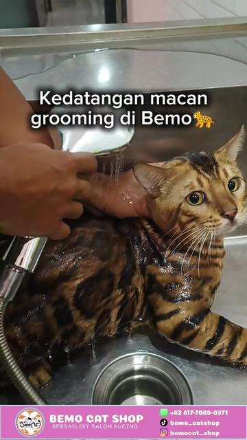 @Bemo Catshop