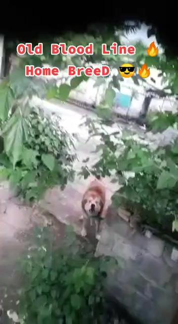 @Kashmiri_Bakrwal_Dog