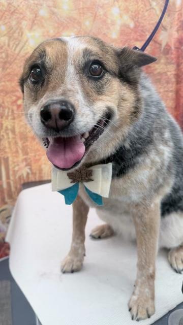 @Joyful Pets
