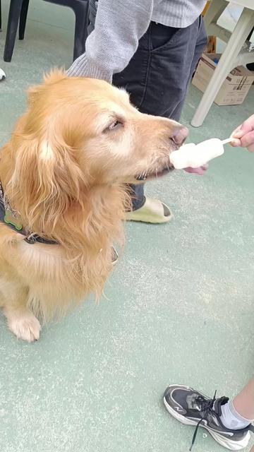 @Doggy Cream