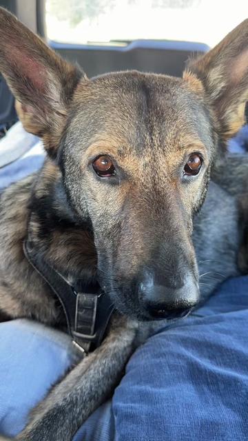 @jadethesablegsd