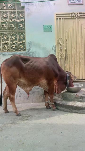 @msahil365