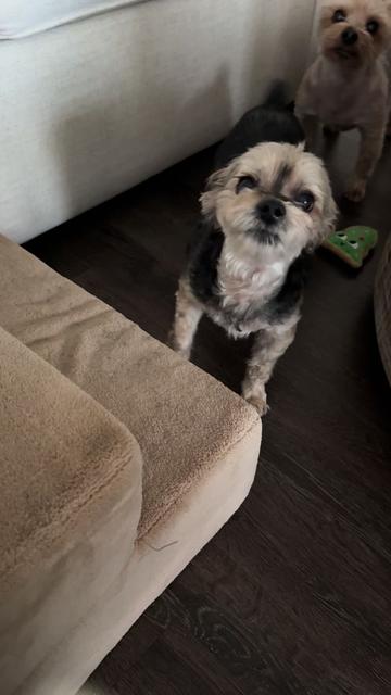 @My_4_Yorkies