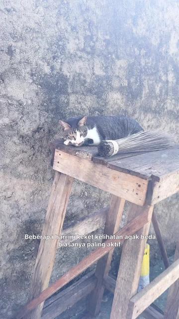 @KucingGBK