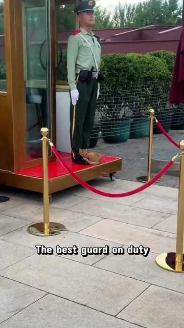 @Random Cat Stuff