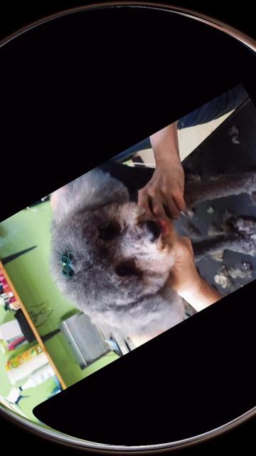 @shonty&Bubbles🙉🙊🙈