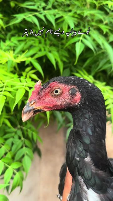 @Poultry Markaz