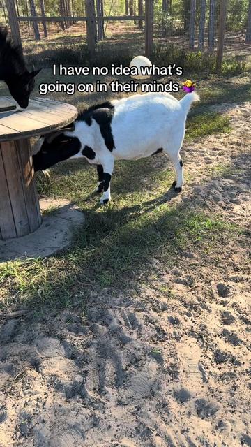 @Nature’s Spirit Farm & Forest
