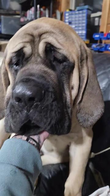 @Maple Mastiffs